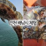 인천배낚시 체험 쭈꾸미낚시 말고 우럭 해상낚시