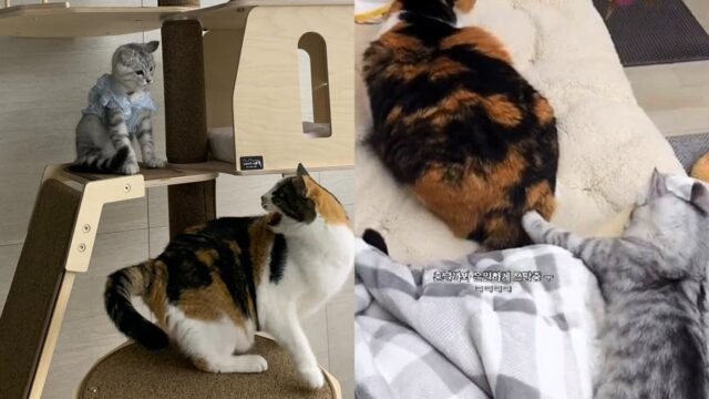 누나 고양이랑 친해지고 싶어서 조심스레 만지는 고양이 ‘소심하게 쓰담쓰담’