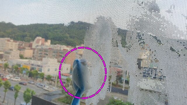 더러운 ‘방충망’ 떼지 않고 뒷면까지 청소할 수 있다고!?