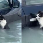 물에 잠긴 고양이, 자동차 문손잡이 잡고 젖은 몸으로 버티며 ‘SOS’
