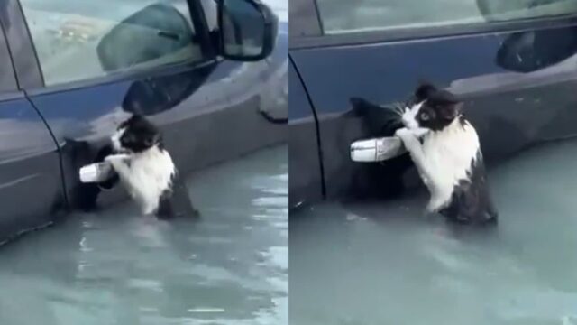 물에 잠긴 고양이, 자동차 문손잡이 잡고 젖은 몸으로 버티며 ‘SOS’