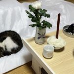 엄마 유골을 집으로 모시자..집 나간 고양이 돌아와 조용히 옆에 누워