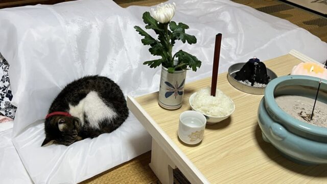 엄마 유골을 집으로 모시자..집 나간 고양이 돌아와 조용히 옆에 누워