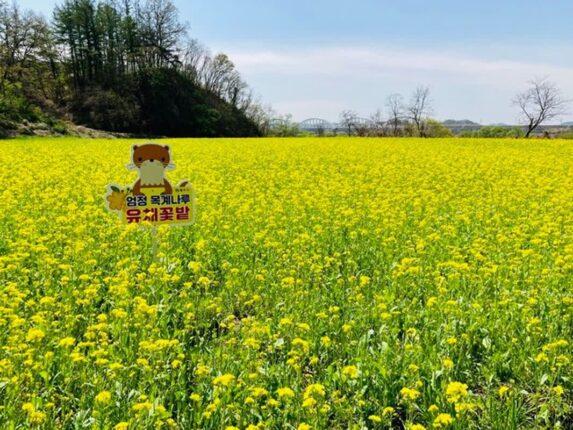 충주 목계나루 유채꽃밭 명소 2024 목계별신제