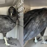자꾸 기절하고 죽을 것 같은 독수리 듀오 검사했더니…’술 취한 상태’