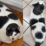 뚱뚱해서 버림받은 고양이, 현명한 새 집사 만나 1년 만에 ‘묘생역전’