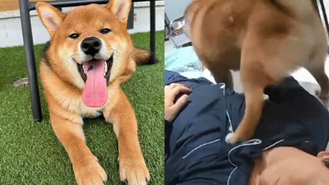 술 먹고 들어온 아빠가 개집에서 잠들자 응징하는 강아지 ‘왜 하필 내 집에서’