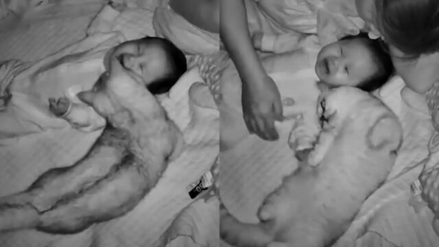 밤에 우는 아기한테 달려가 달래준 고양이..’육아 걱정 없겠네’