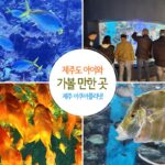 제주도 아이와 가볼 만한 곳 제주 아쿠아플라넷