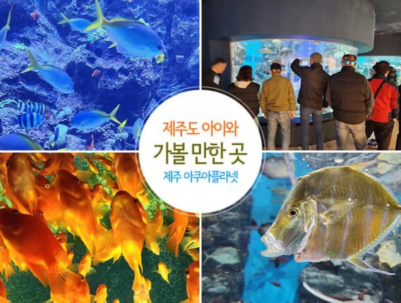 제주도 아이와 가볼 만한 곳 제주 아쿠아플라넷