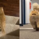 잘 먹었더니 털 풍성해진 고양이, 자신감 넘치는 모습…’냥이의 변신은 무죄’