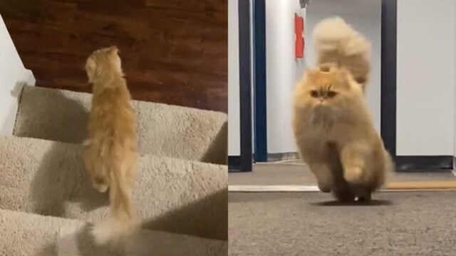 잘 먹었더니 털 풍성해진 고양이, 자신감 넘치는 모습…’냥이의 변신은 무죄’