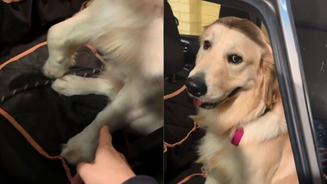 다리 다쳤다고 꾀병 부린 리트리버의 실수..’아차! 이 발이 아니지’