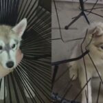 ‘얼른 도와주시개…’ 의자 구멍에 머리 껴서 꼼짝 못한 허스키