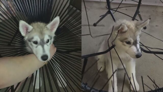 ‘얼른 도와주시개…’ 의자 구멍에 머리 껴서 꼼짝 못한 허스키