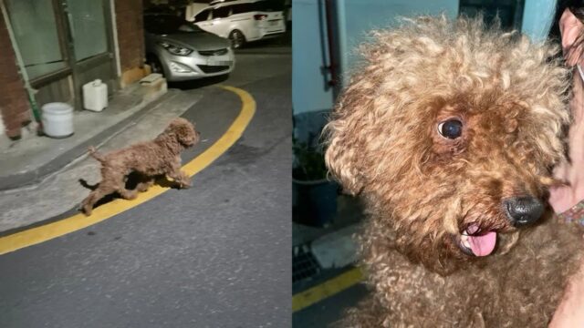 빈집에 버려진 푸들, 밖에서 구걸하고 집에 돌아가 잠을 청한 지 수개월