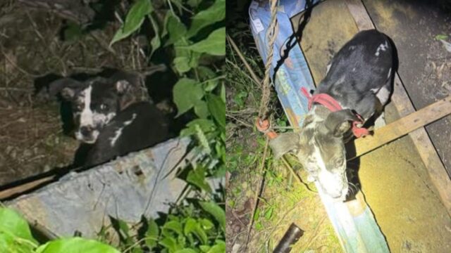 ‘퇴근 마다한 경찰견이 향한 곳…’ 따라갔더니 숲에서 겁먹은 강아지 구조