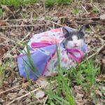 조깅 중에 발견한 가방, 그냥 지나칠 수 없는 이유 ‘고양이 머리가 불쑥’