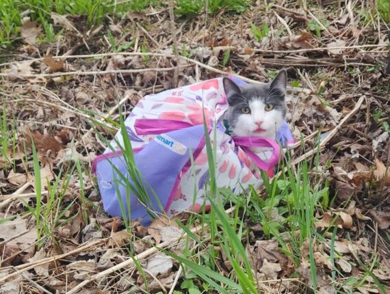 조깅 중에 발견한 가방, 그냥 지나칠 수 없는 이유 ‘고양이 머리가 불쑥’