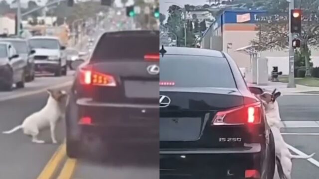 ‘일부러 차 번호판 제거…?’ 자기 버린 가족 자동차 계속 쫓아가는 유기견