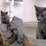 ‘뭐 하는 거지?’ 털 핥는 누나 고양이 따라 해본 아깽이..혓바닥만 ‘메롱’
