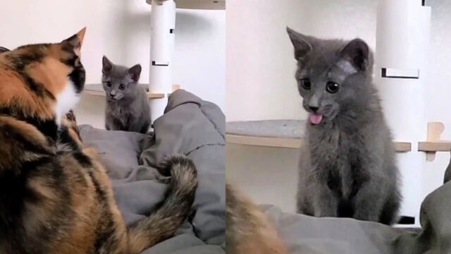 ‘뭐 하는 거지?’ 털 핥는 누나 고양이 따라 해본 아깽이..혓바닥만 ‘메롱’