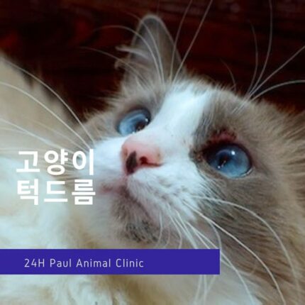 고양이 여드름, 턱드름 관리