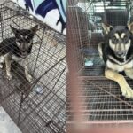 화재로 모두 떠난 빈집에 매일 돌아오는 강아지…’갈 곳이 이곳밖에’