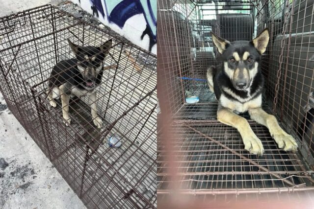 화재로 모두 떠난 빈집에 매일 돌아오는 강아지…’갈 곳이 이곳밖에’