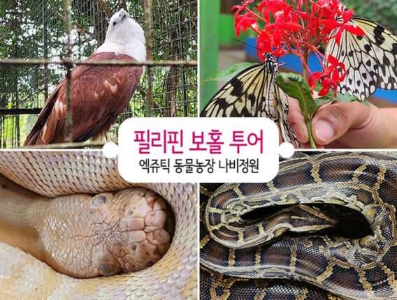 필리핀 보홀 투어 엑쥬틱 동물농장 나비정원