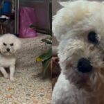 출장 갔다 왔더니 ‘사악해진’ 강아지 눈빛 ‘어디갔다왔냐…’