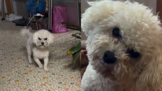 출장 갔다 왔더니 ‘사악해진’ 강아지 눈빛 ‘어디갔다왔냐…’