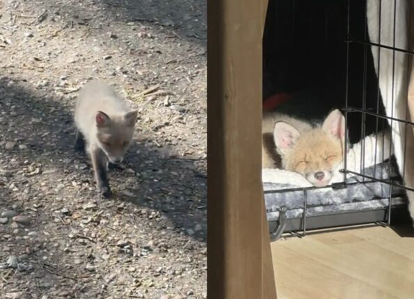 어미 잃은 새끼 여우 집에 데려왔더니…’강아지 침대 차지하고 꿀잠’