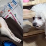 ‘천하태평 밥도둑’ 고양이 때문에 초조해진 강아지..’그거 내 밥그릇인데’