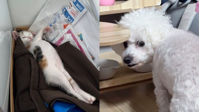 ‘천하태평 밥도둑’ 고양이 때문에 초조해진 강아지..’그거 내 밥그릇인데’