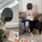 ‘사나워서’ 입양 못 간다던 고양이, 아기 집사 생기자 천사로 180도 변신