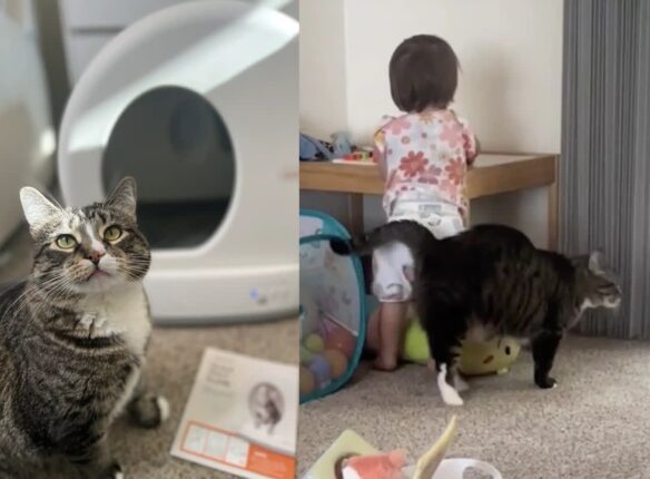 ‘사나워서’ 입양 못 간다던 고양이, 아기 집사 생기자 천사로 180도 변신