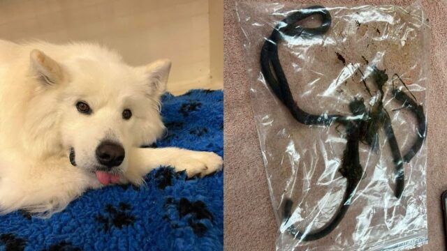 어딘가 이상해진 반려견 데리고 병원 갔더니..뱃속에 ‘목줄’이 있다?
