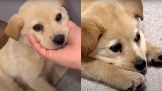 산에서 혼자 쫄래쫄래 내려온 새끼 강아지..’댕줍부터 입양 엔딩’