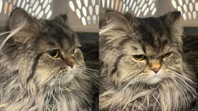 차 밖으로 던져진 고양이…심술궂은 얼굴 뒤에 감춰진 가슴 아픈 상처