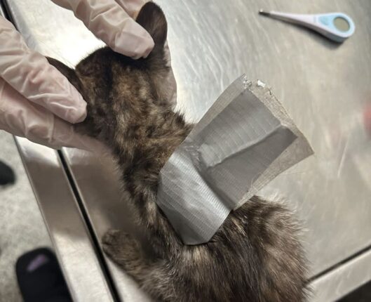가녀린 몸에 테이프 감아놓은 상태로 방치된 고양이..확 달라진 ‘묘생역전’