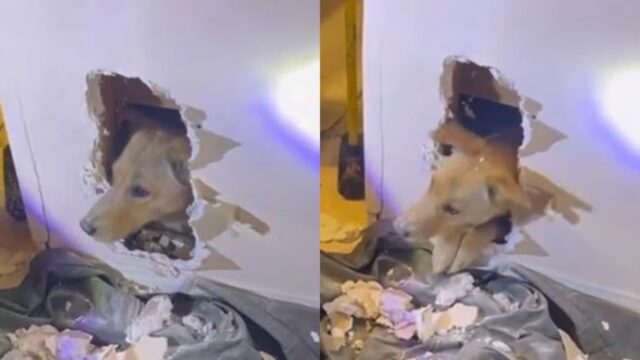 집에서 아무데나 들어갔다가 벽에 갇힌 반려견..’장난치다 혼쭐났개..’