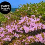 영주 가볼만한 곳 영주 소백산 철쭉제, 철쭉꽃 축제, 소백산 등산 코스 국망봉