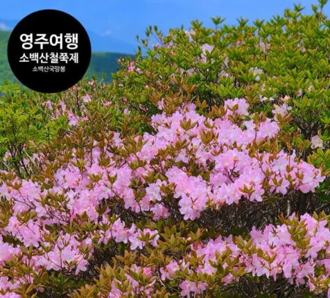 영주 가볼만한 곳 영주 소백산 철쭉제, 철쭉꽃 축제, 소백산 등산 코스 국망봉