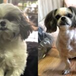 ‘미용실에서 다른 개 데려온 줄’ 견주도 몰라본 댕댕이의 충격적인(?) 변신