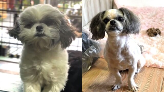 ‘미용실에서 다른 개 데려온 줄’ 견주도 몰라본 댕댕이의 충격적인(?) 변신