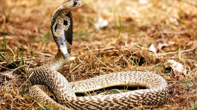 ‘이에는 이’ 코브라 공격받고 물어뜯어 죽인 인도 8세 소년