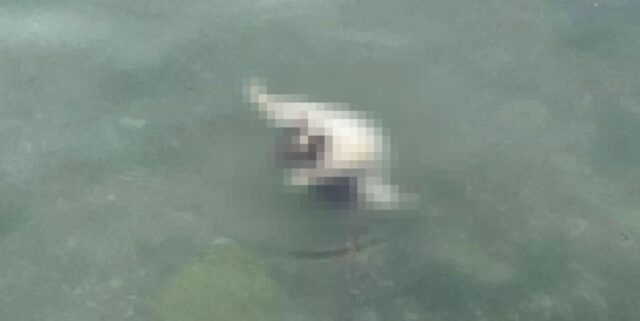 ‘썰물’ 때 바닷가 돌 틈에 묶인 고양이, 밀물 때 도망치지 못하고 익사