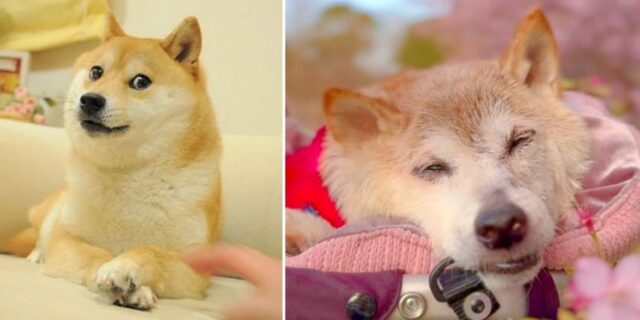 ‘도지코인(DOGE)’ 실제 모델된 시바견, 무지개 다리 건넜다