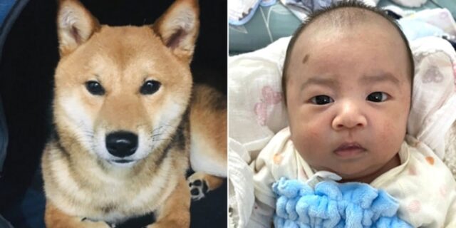 “반려견 무지개다리 건넌 뒤 태어난 아기 몸에서 녀석과 똑닮은 ‘까만 점’을 발견했습니다”